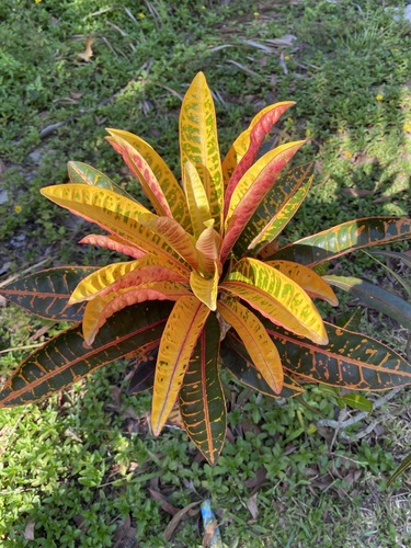 Codiaeum (alternate view 5)