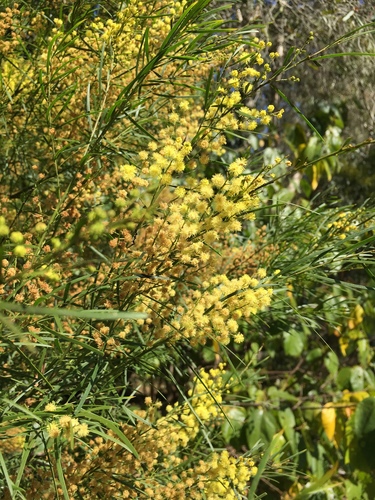 Acacia fimbriata (Brisbane wattle) (alternate view 7)