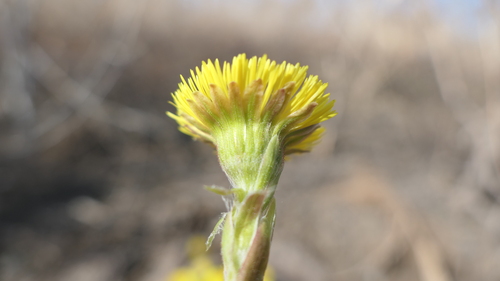 Tussilago farfara (colt's-foot)
