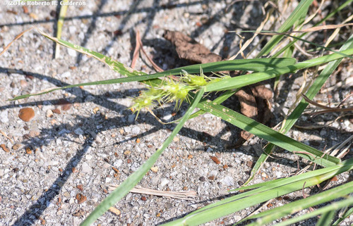 Cenchrus spinifex (coastal sandbur) (alternate view 3)