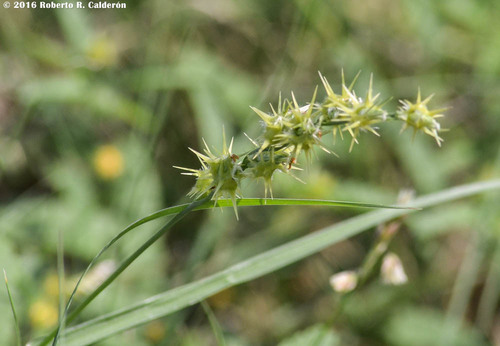 Cenchrus spinifex (coastal sandbur) (alternate view 4)