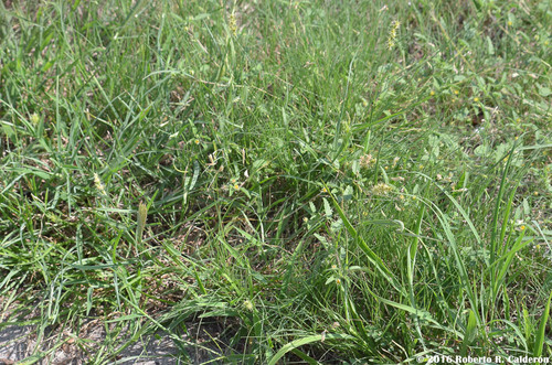 Cenchrus spinifex (coastal sandbur) (alternate view 5)