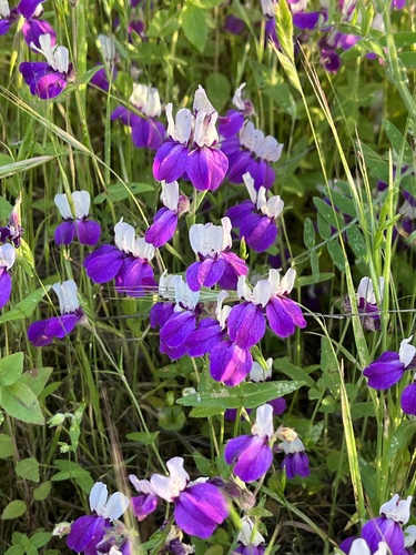Collinsia heterophylla (Purple Chinese Houses) (alternate view 3)