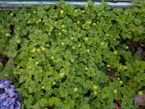 Adoxa moschatellina (Moschatel)