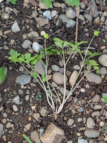 Adoxa moschatellina (Moschatel)