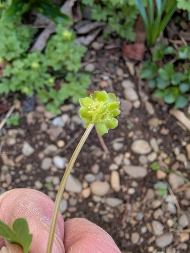 Adoxa moschatellina (Moschatel)