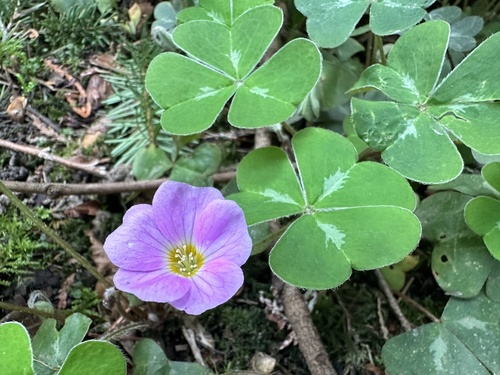 Oxalis smalliana (Redwood Sorrel) (alternate view 2)
