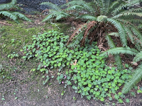 Oxalis smalliana (Redwood Sorrel) (alternate view 3)