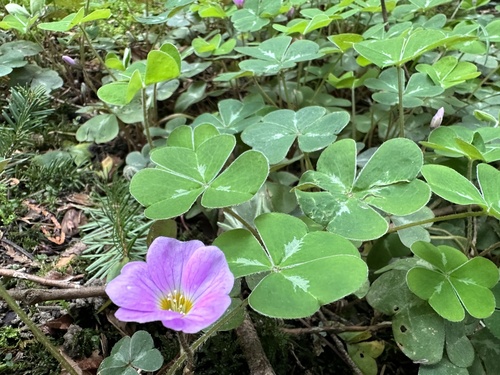 Oxalis smalliana (Redwood Sorrel) (alternate view 4)