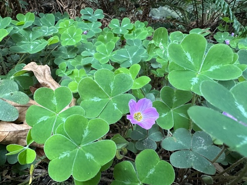 Oxalis smalliana (Redwood Sorrel) (alternate view 5)