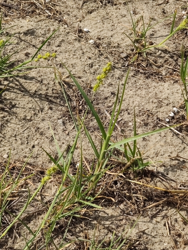 Cenchrus spinifex (coastal sandbur)