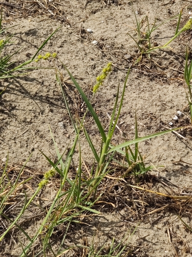 Cenchrus spinifex (coastal sandbur) (alternate view 2)