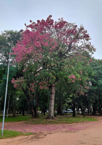 Ceiba speciosa (Pink Silk Floss Tree)