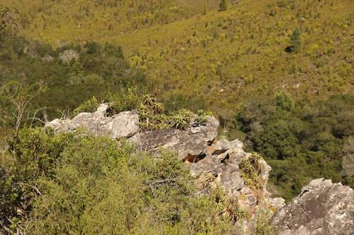 Aloe arborescens (Candelabra Aloe) (alternate view 3)