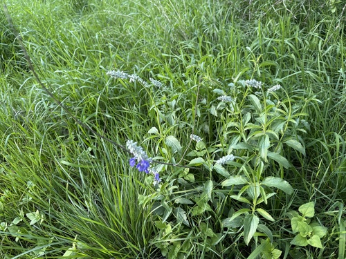 Salvia farinacea (mealy sage) (alternate view 5)