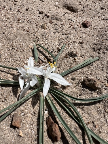 Leucocrinum montanum (common starlily) (alternate view 4)