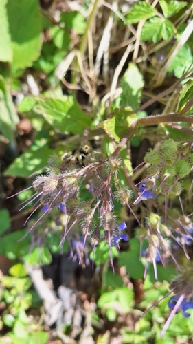 Trachystemon orientalis (giant borage) (alternate view 3)