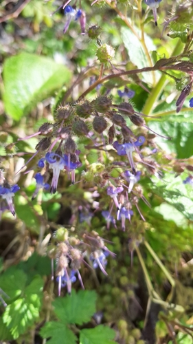 Trachystemon orientalis (giant borage) (alternate view 4)