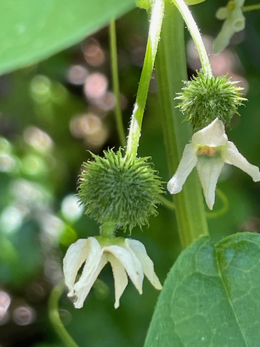 Marah fabacea (California manroot) (alternate view 6)