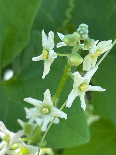 Marah fabacea (California manroot) (alternate view 7)
