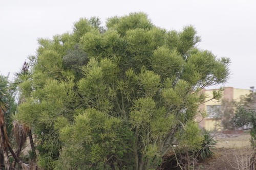 Euphorbia tirucalli (Fire Stick) (alternate view 13)