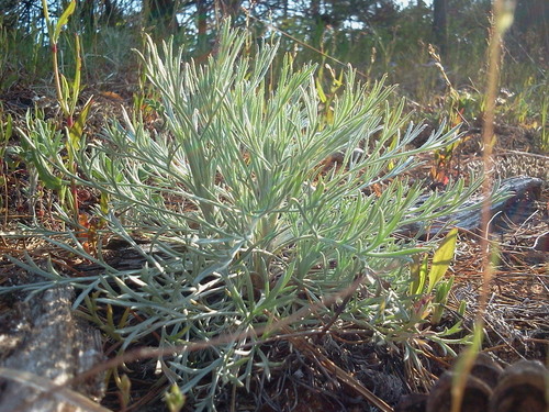 Artemisia caudata (Beach Wormwood) (alternate view 2)