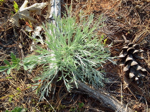 Artemisia caudata (Beach Wormwood) (alternate view 3)