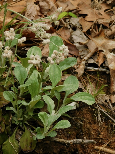 Antennaria plantaginifolia (plantain-leaved pussytoes) (alternate view 2)