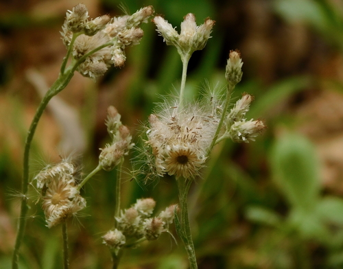 Antennaria plantaginifolia (plantain-leaved pussytoes) (alternate view 3)