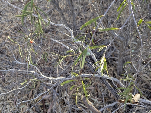 Lysiana exocarpi (Harlequin Mistletoe)