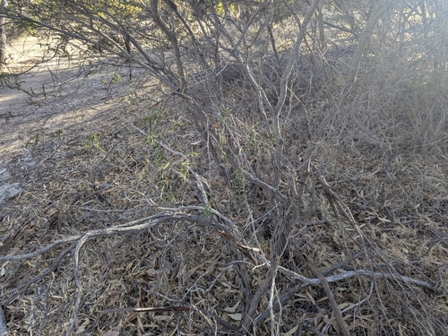 Lysiana exocarpi (Harlequin Mistletoe) (alternate view 2)