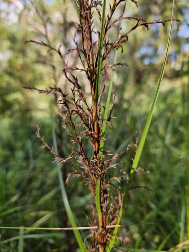 Gahnia clarkei (tall saw-sedge) (alternate view 3)