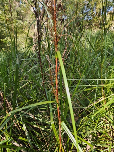 Gahnia clarkei (tall saw-sedge) (alternate view 4)