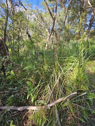 Gahnia clarkei (tall saw-sedge) (alternate view 5)