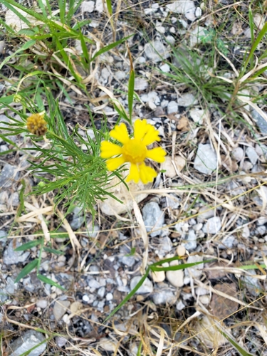 Helenium amarum (Bitterweed) (alternate view 8)