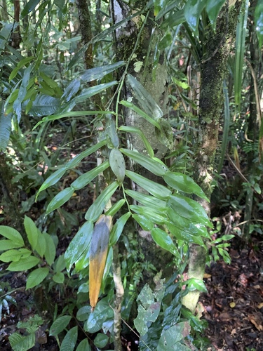Pothos longipes (candle vine) (alternate view 3)
