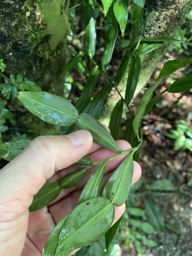 Pothos longipes (candle vine) (alternate view 5)