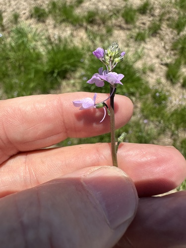 Linaria canadensis (Canada toadflax) (alternate view 2)