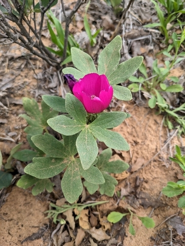 Callirhoe (poppymallows)