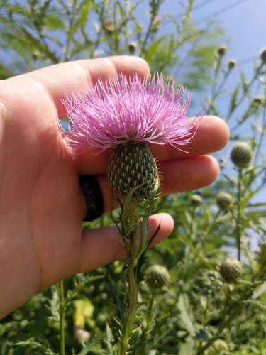 Cirsium altissimum (Tall Thistle) (alternate view 4)