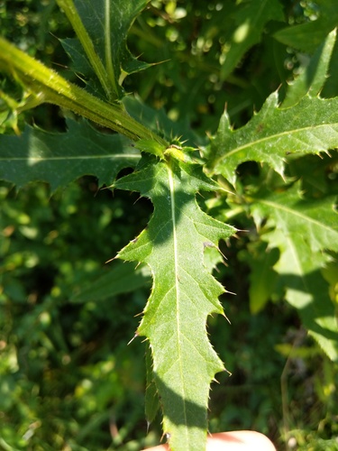 Cirsium altissimum (Tall Thistle) (alternate view 5)