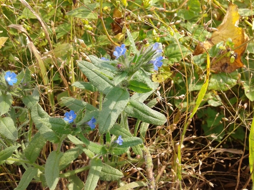Anchusa arvensis (small bugloss)