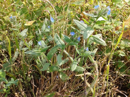 Anchusa arvensis (small bugloss)