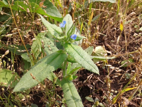 Anchusa arvensis (small bugloss)