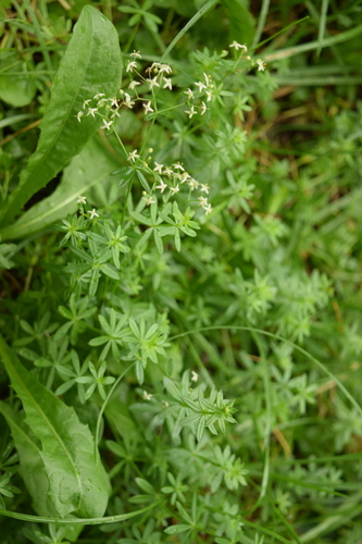 Galium mollugo (Hedge Bedstraw)