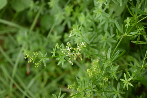 Galium mollugo (Hedge Bedstraw)