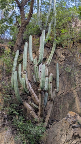 Trichocereus (alternate view 6)