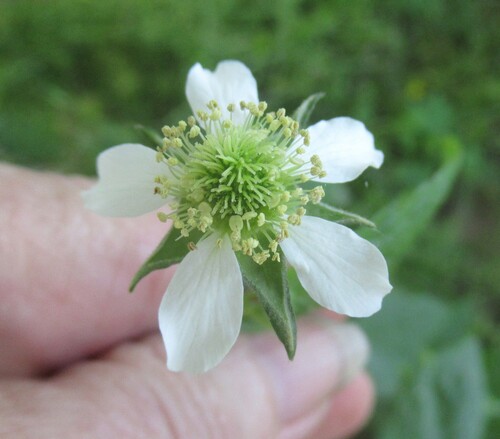 Geum canadense (white avens)