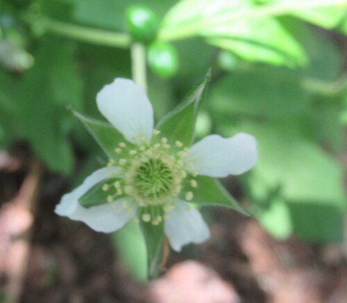 Geum canadense (white avens)