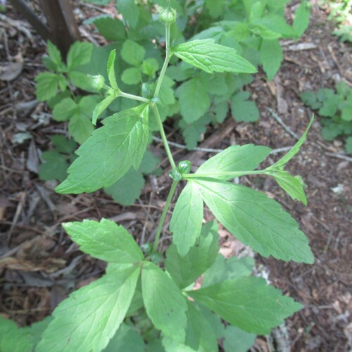 Geum canadense (white avens)